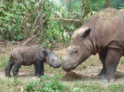 Foto - Soyu tükenmek üzere olan 17 önemli hayvan