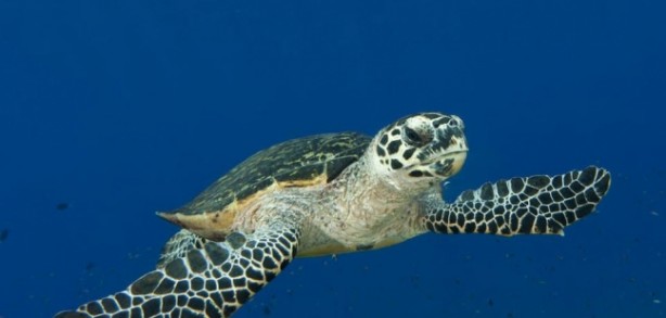 Foto - Soyu tükenmek üzere olan 17 önemli hayvan