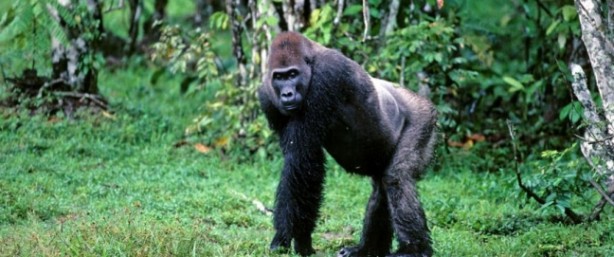 Foto - Soyu tükenmek üzere olan 17 önemli hayvan