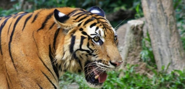 Foto - Soyu tükenmek üzere olan 17 önemli hayvan