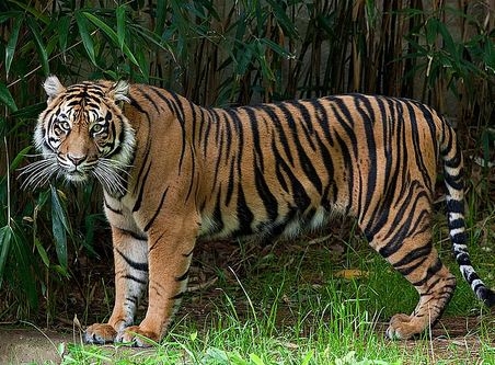 Foto - Soyu tükenmek üzere olan 17 önemli hayvan