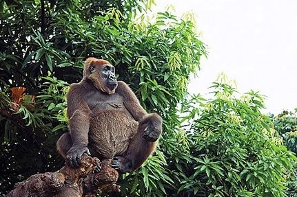 Foto - Soyu tükenmek üzere olan 17 önemli hayvan