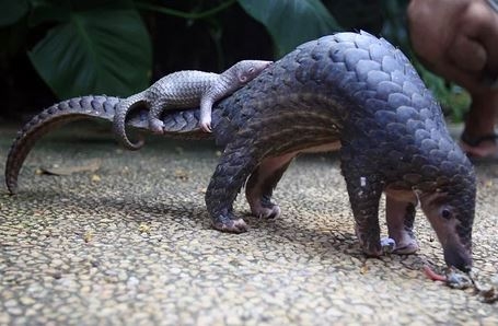 Foto - Soyu tükenmek üzere olan 17 önemli hayvan