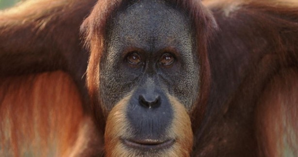 Foto - Soyu tükenmek üzere olan 17 önemli hayvan