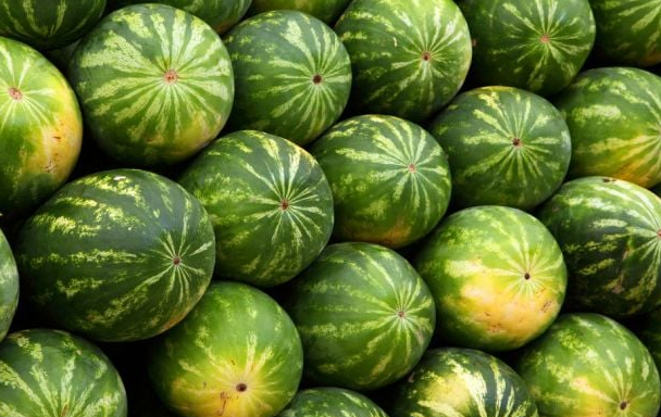 Sözcü ve Cumhuriyet’e müjde! Dilim karpuz geldi başlasın algı