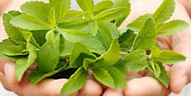 Stevia bitkisi nedir, nerelerde kullanılır? Stevia bitkisinin faydaları ve yan etkileri neler?