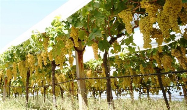 Foto - Stres atmak için üzüm yiyin!