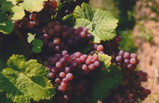 Foto - Stres atmak için üzüm yiyin!