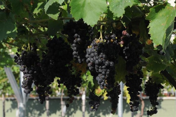 Foto - Stres atmak için üzüm yiyin!