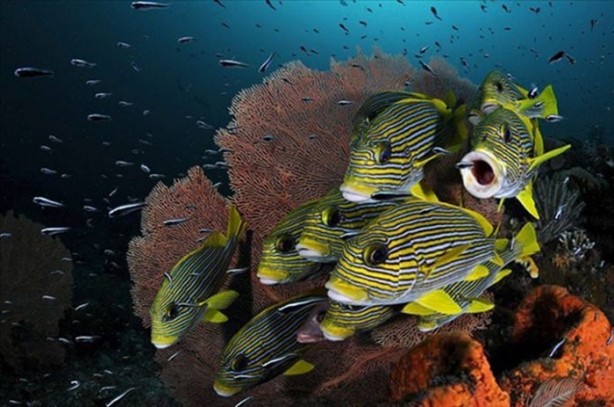 Foto - Su altı dünyasından harika kareler