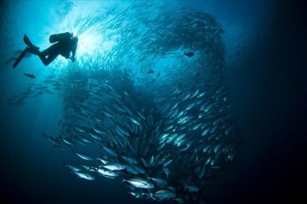 Foto - Su altı dünyasından harika kareler