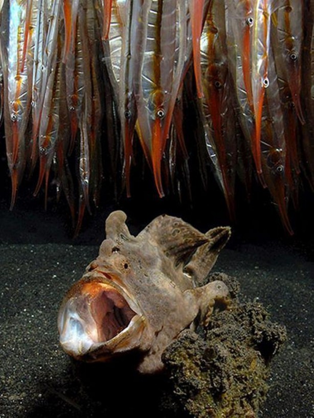 Foto - Su altı dünyasından harika kareler