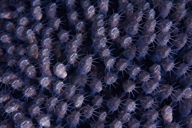 Foto - Su altı dünyasından harika kareler