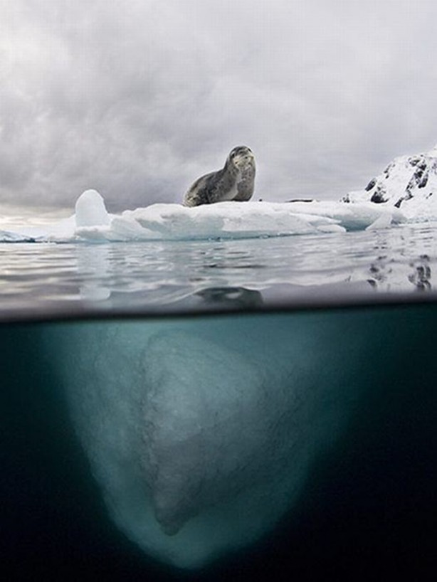 Foto - Su altı dünyasından harika kareler