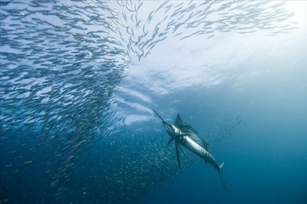 Foto - Su altı dünyasından harika kareler