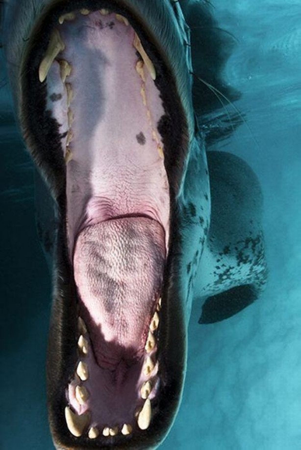 Foto - Su altı dünyasından harika kareler