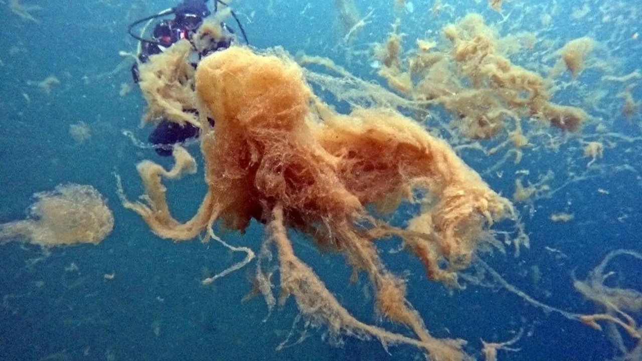 Su altı görüntüleri ortaya çıktı! Ekrem Marmara Denizi’ne Kanalizasyonu Bağlamış