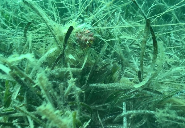 Foto - Su altı kamerasıyla görüntülendi! Deniz ekosistemine geri dönüşü olmayan zararlar veriyor