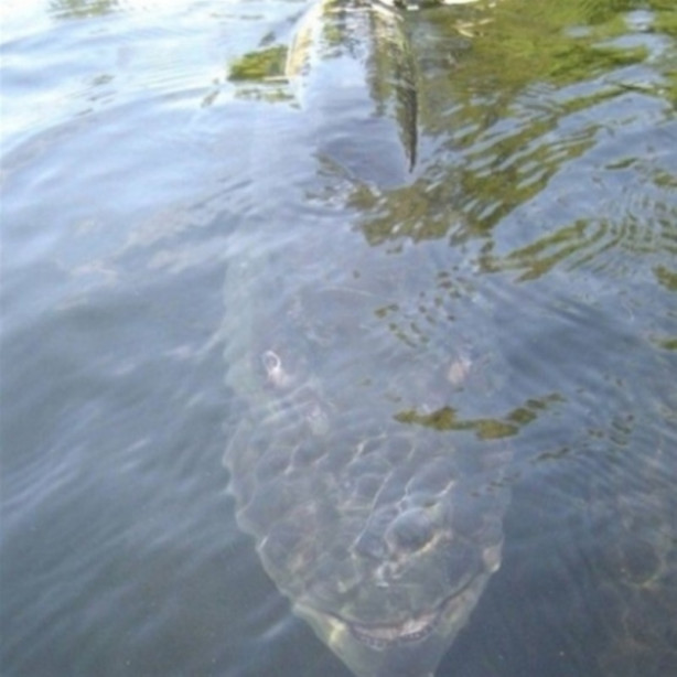 Foto - Su altında çekilmiş inanılmaz kareler