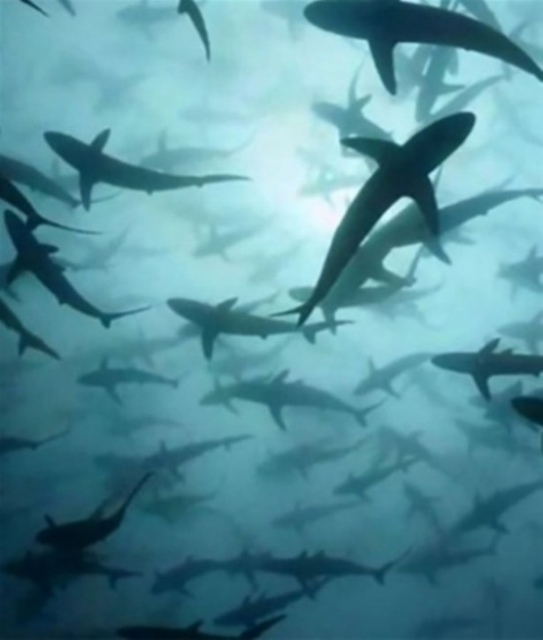 Foto - Su altında çekilmiş inanılmaz kareler