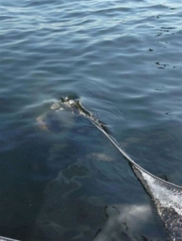 Su altında çekilmiş inanılmaz kareler