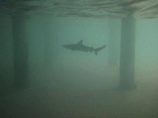 Foto - Su altında çekilmiş inanılmaz kareler