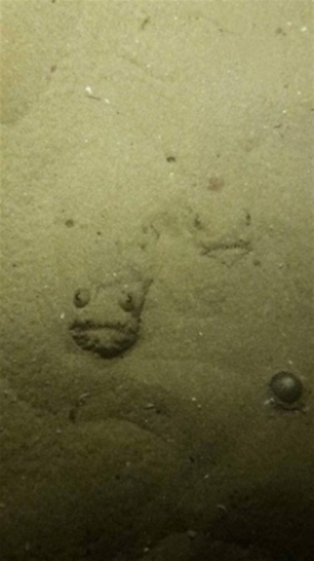 Foto - Su altında çekilmiş inanılmaz kareler