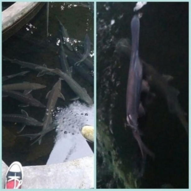 Foto - Su altında çekilmiş inanılmaz kareler