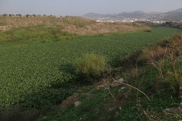 Foto - Su artık görülmüyor! Asi Nehri'nde korkutan manzara