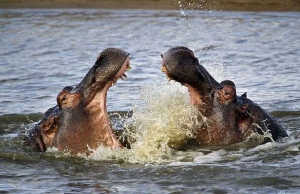Foto - Su aygırları dehşete düşürdü