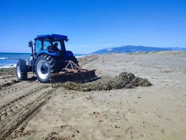 Su canavarları sahili kapladı! 'Şok olduk'