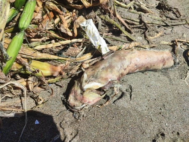 Foto - Su canavarları sahili kapladı! 'Şok olduk'