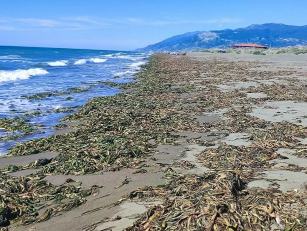 Foto - Su canavarları sahili kapladı! 'Şok olduk'