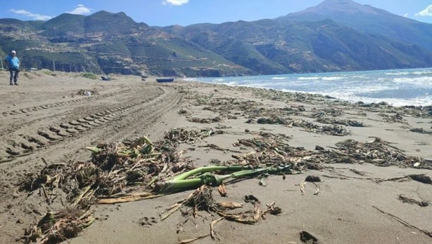 Foto - Su canavarları sahili kapladı! 'Şok olduk'