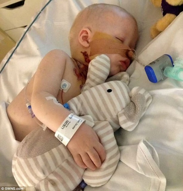 Foto - Su çiçeği sandılar ama...