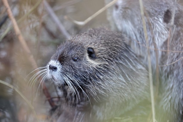 Foto - Su maymunları Tunca Nehri’nde görüldü