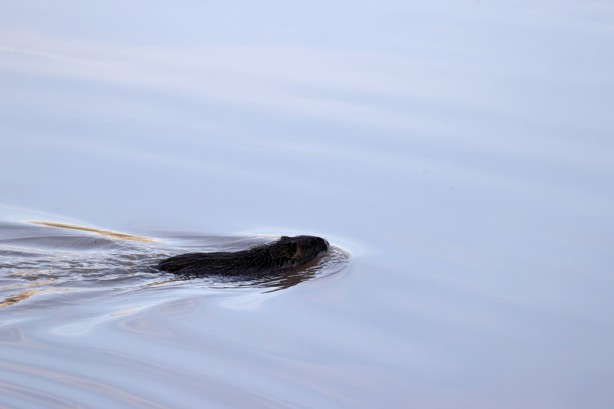 Foto - Su maymunları Tunca Nehri’nde görüldü