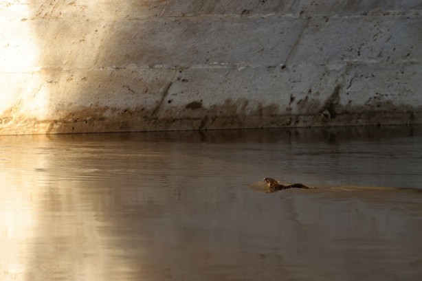 Foto - Su maymunları Tunca Nehri’nde görüldü
