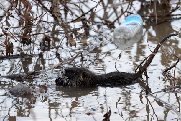 Foto - Su maymunları Tunca Nehri’nde görüldü