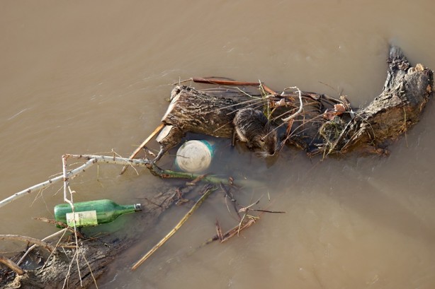 Foto - Su maymunları Tunca Nehri’nde görüldü
