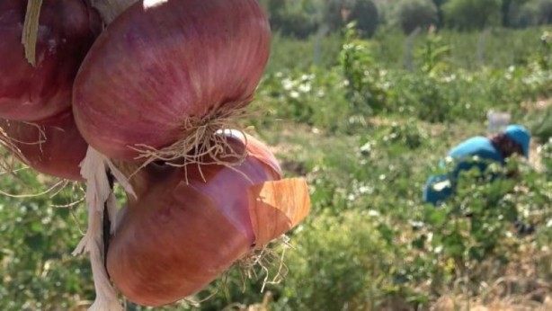 Foto - Su olmadan tarlaya ekildi! Çiftçi aldığı sonuç karşısında şoka uğradı: Her yerden fışkırıyor