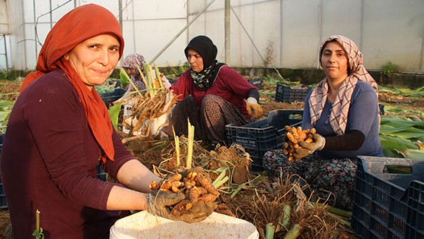 Foto - Su olmadan tarlaya ekildi! Çiftçi aldığı sonuç karşısında şoka uğradı: Her yerden fışkırıyor