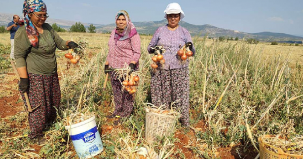 Foto - Su olmadan tarlaya ekildi! Çiftçi aldığı sonuç karşısında şoka uğradı: Her yerden fışkırıyor