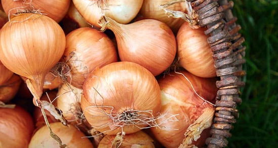 Foto - Su olmadan tarlaya ekildi! Çiftçi aldığı sonuç karşısında şoka uğradı: Her yerden fışkırıyor