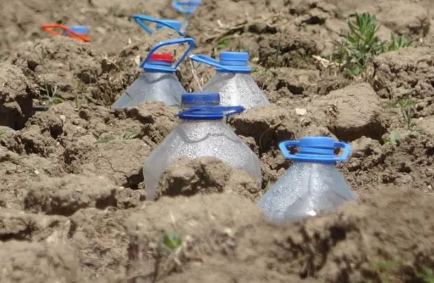 Su olmadan tarlaya ekildi! Çiftçi aldığı sonuç karşısında şoka uğradı: Her yerden fışkırıyor