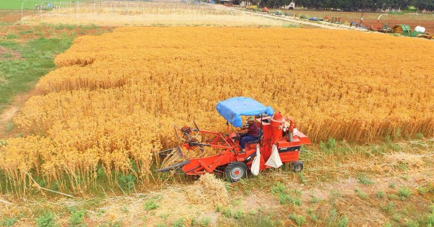 Foto - Su olmadan tarlaya ekildi! Çiftçi aldığı sonuç karşısında şoka uğradı: Her yerden fışkırıyor