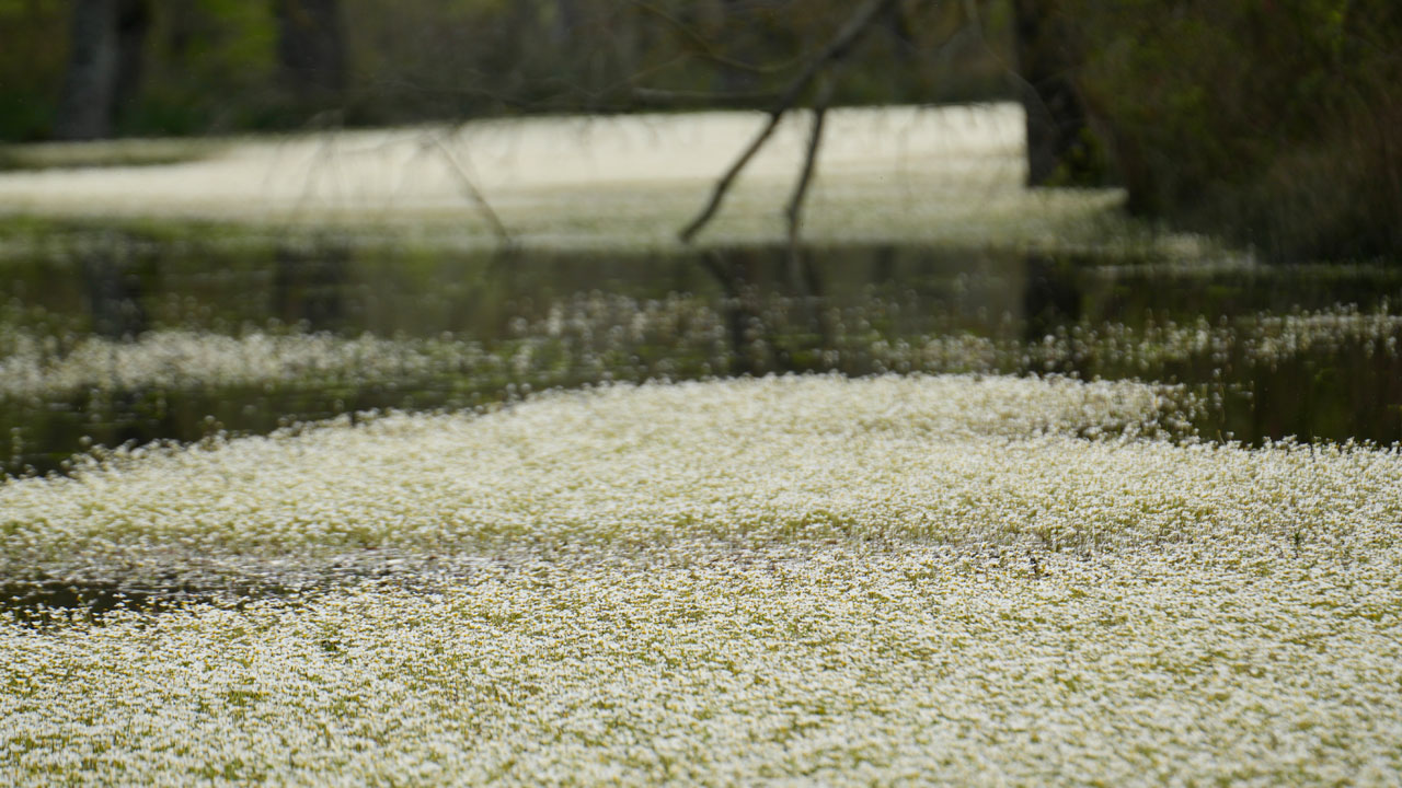 Foto - Su papatyaları göz kamaştırdı! Kızılırmak Deltası'nda bahar büyüsü