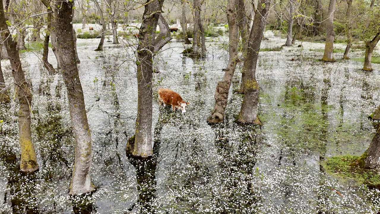 Foto - Su papatyaları göz kamaştırdı! Kızılırmak Deltası'nda bahar büyüsü