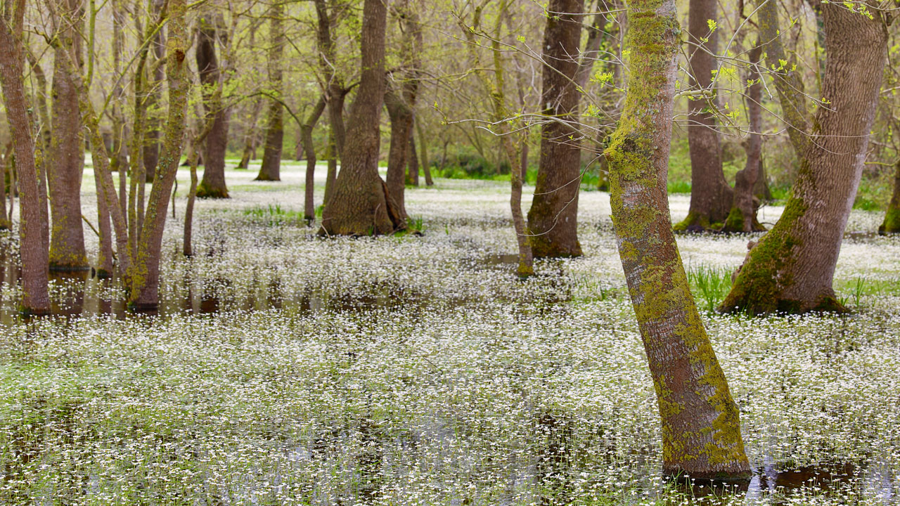 Foto - Su papatyaları göz kamaştırdı! Kızılırmak Deltası'nda bahar büyüsü