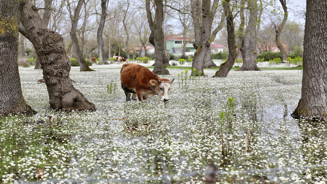 Su papatyaları göz kamaştırdı! Kızılırmak Deltası'nda bahar büyüsü